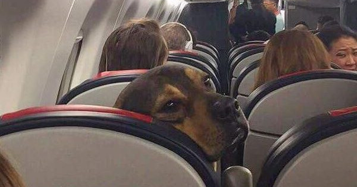 portare cane in aereo